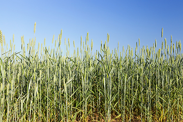 Image showing Field with cereal