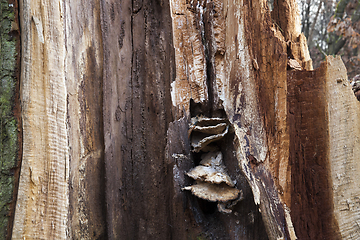 Image showing Old broken trunk