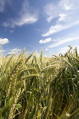 Image showing Organic green wheat