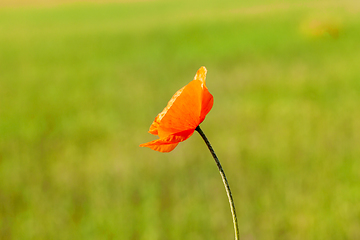 Image showing Red poppy