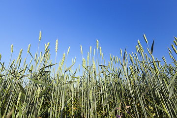 Image showing Field with cereal