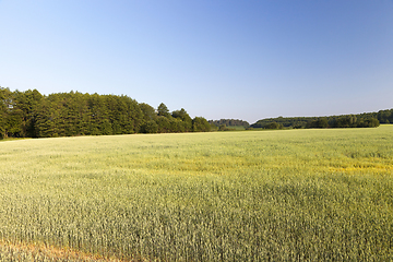 Image showing green unripe cereal