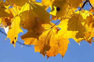 Image showing color maple leaves