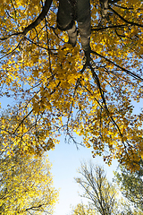 Image showing autumn forest.