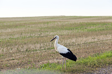 Image showing bird on the field