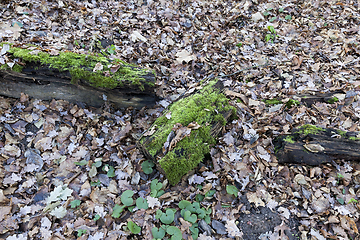 Image showing Old logs, close-up