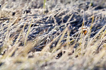 Image showing green grass in the frost