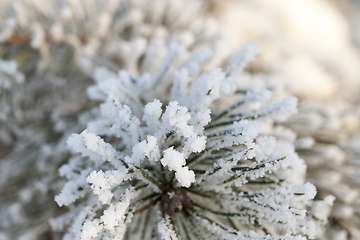 Image showing snow on pine