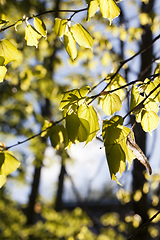 Image showing linden foliage