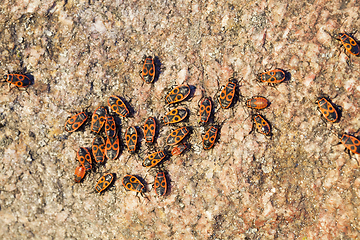 Image showing multicolored stone, close-up