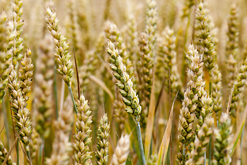 Image showing ripen wheat