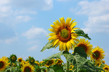 Image showing Sunflower