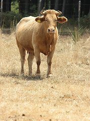 Image showing Red cow