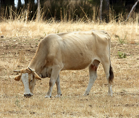 Image showing Red cow