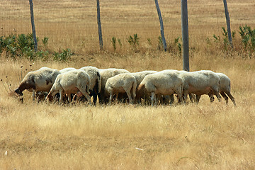 Image showing Flock of sheep