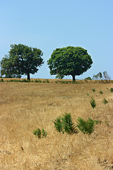 Image showing Two green trees on yellow field