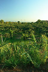 Image showing Kiwi garden