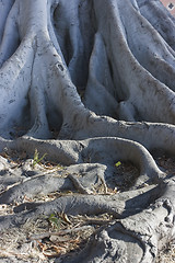 Image showing Tree roots