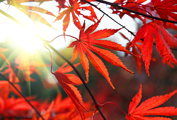 Image showing Bright red Japanese maple or Acer palmatum leaves and sunlight