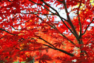 Image showing Bright Japanese maple or Acer palmatum leaves on the autumn gard