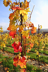 Image showing Autumn bright colorful bush of grape 