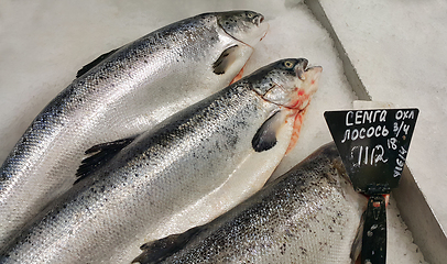 Image showing Fresh cooled salmon fish on ice for sale in market