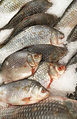 Image showing Cooled fish on ice for sale in market