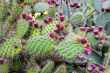 Image showing Prickly pear cactus with fruits