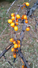 Image showing Dry autumn branch with bright berries of sea buckthorn