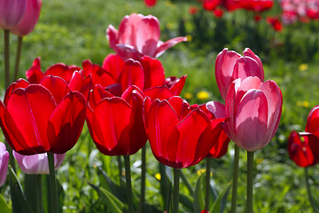 Image showing Beautiful bright red and pink spring tulips glowing in sunlight