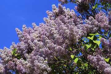 Image showing Beautiful spring branches of blooming lilac bush