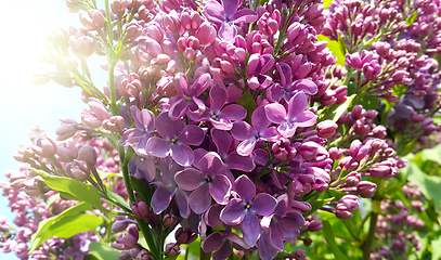 Image showing Beautiful spring flowers of blooming lilac bush in sunlight