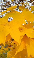 Image showing Bright autumn yellow foliage of maple tree