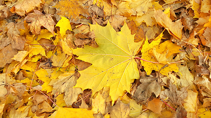 Image showing Yellow autumn background from fallen foliage of maple