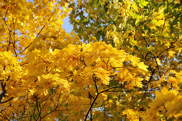 Image showing Beautiful golden autumn leaves of maple