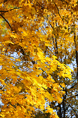 Image showing Beautiful golden autumn leaves of maple