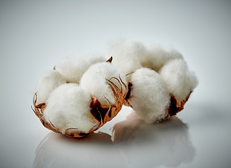 Image showing cotton plant flowers