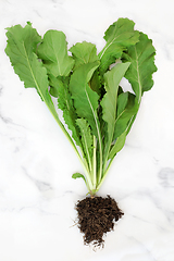 Image showing Arugula Plant with Soil Root Ball