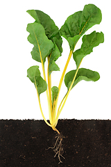 Image showing Swiss Chard Cross Section Growing in Soil