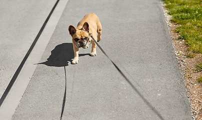 Image showing french bulldog dog on leash walking in city