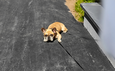 Image showing french bulldog dog on leash walking in city