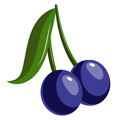 Image showing Two Blue Berries, vector color illustration.