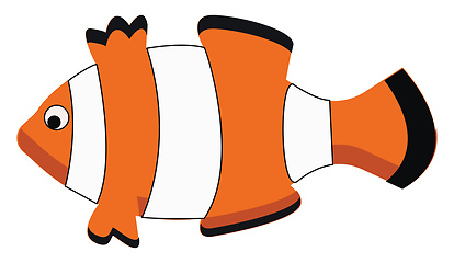 Image showing A beautiful white and orange clown fish for the aquarium vector 