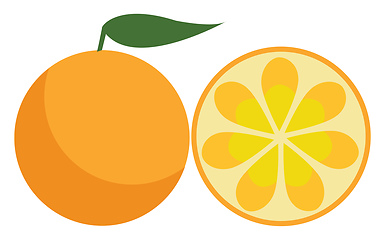Image showing A farm fresh orange fruit to be enjoyed by someone vector color 