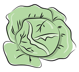 Image showing Cabbage freshly picked 