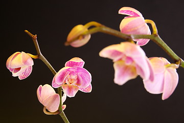 Image showing Moth Orchid (Phalaenopsis orchidaceae)