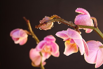 Image showing Moth Orchid (Phalaenopsis orchidaceae)