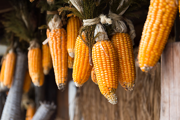 Image showing Dry corn