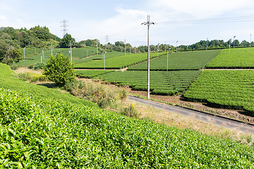 Image showing Beautiful fresh green tea plantation