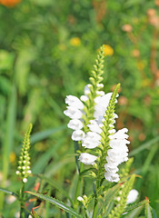 Image showing White lupinus